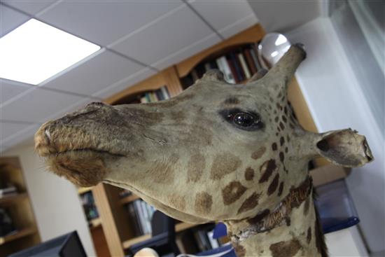 A taxidermied giraffe head and neck, fondly known as Humphry, length 6ft 3in.